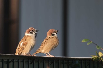 Eurasian Tree Sparrow 金井公園 Tue, 1/9/2024