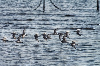 ハマシギ ふなばし三番瀬海浜公園 2018年10月20日(土)