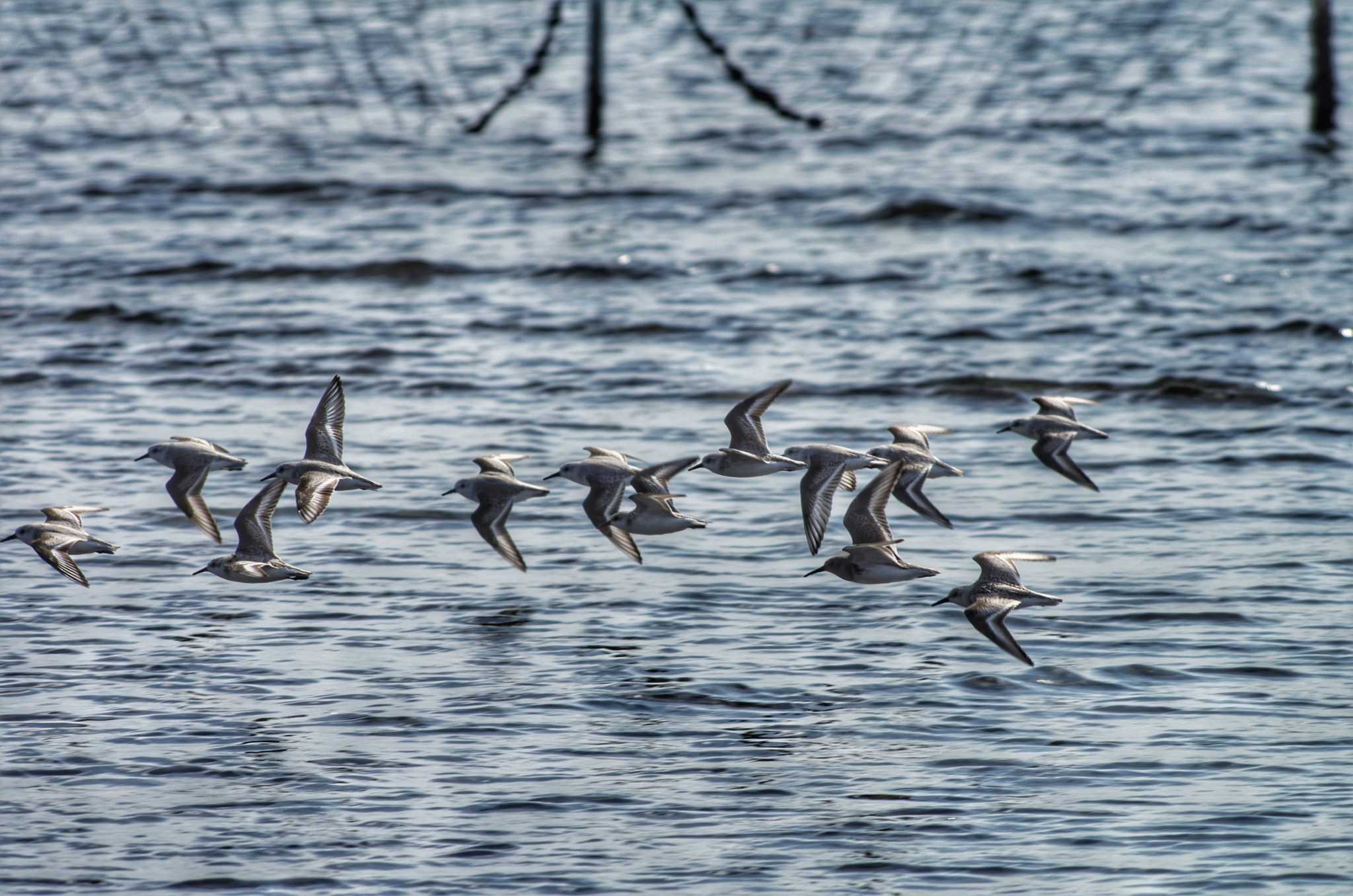 ふなばし三番瀬海浜公園 ハマシギの写真 by zingo