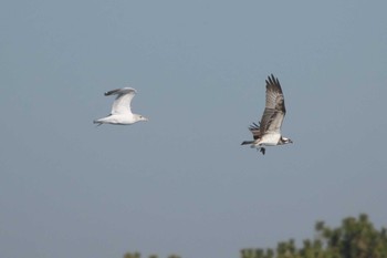 2024年1月9日(火) 海の公園(横浜市)の野鳥観察記録