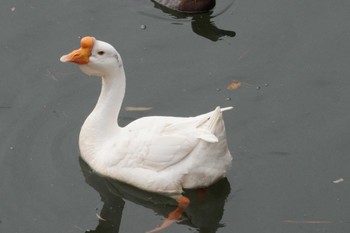 シナガチョウ みろく自然公園 2024年1月3日(水)