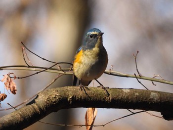 Red-flanked Bluetail Unknown Spots Fri, 12/29/2023