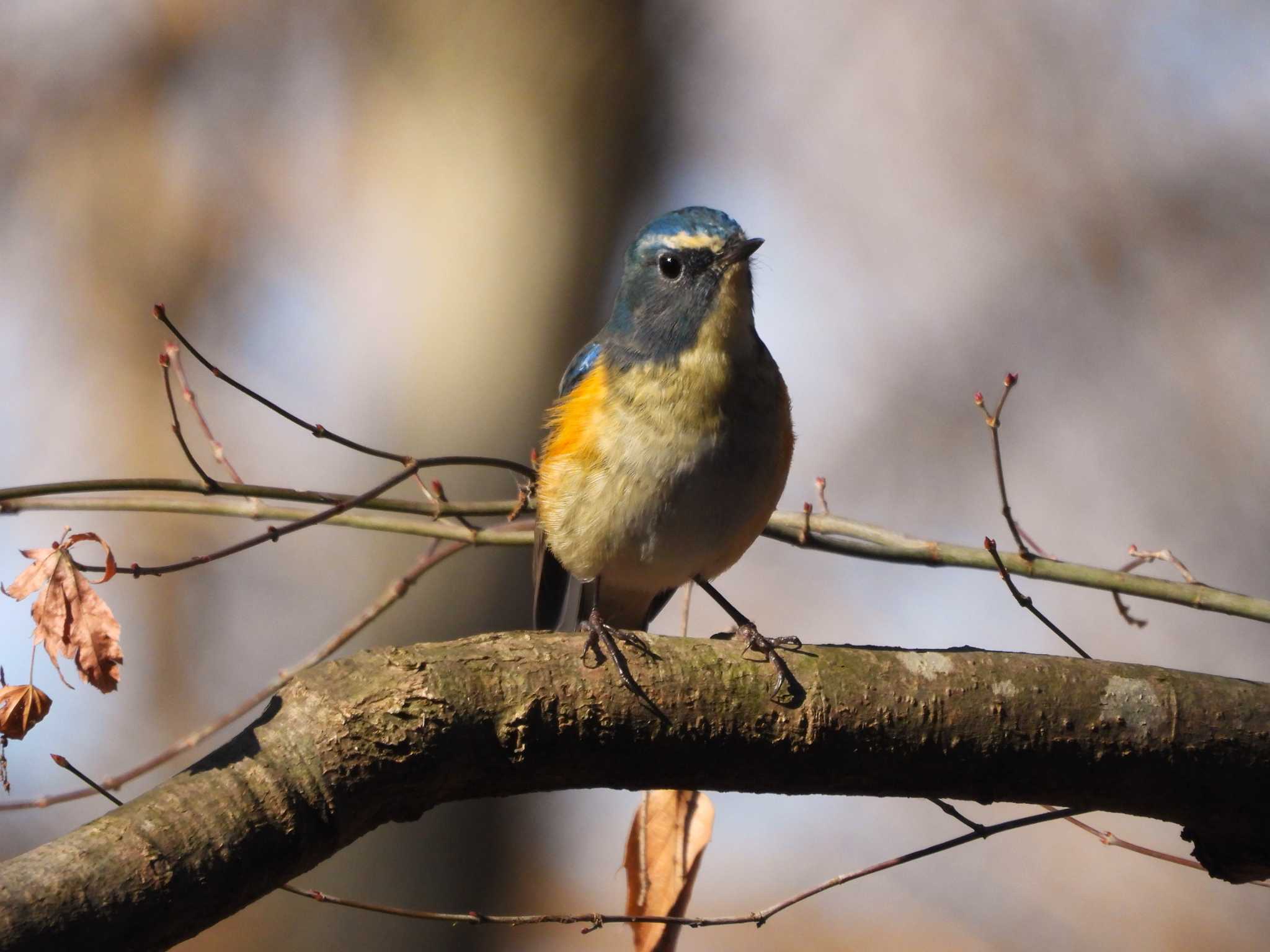 Photo of Red-flanked Bluetail at  by こつめ