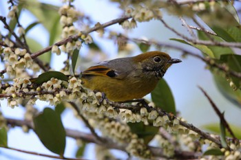 ノドジマコバシチメドリ Kew Mae Pan nature trail Doi Inthanon Thai 2024年1月4日(木)