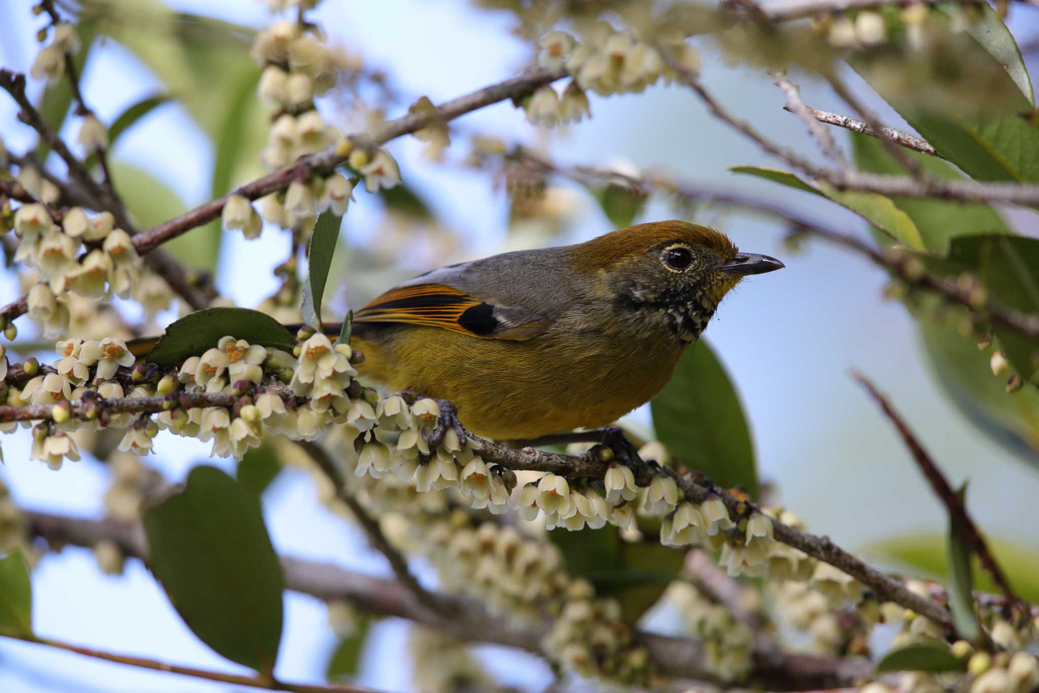 Photo of Bar-throated Minla at Kew Mae Pan nature trail Doi Inthanon Thai by Hatamoto Akihiro