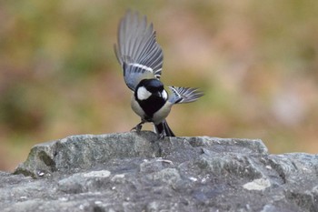 Japanese Tit Oizumi Ryokuchi Park Wed, 1/3/2024