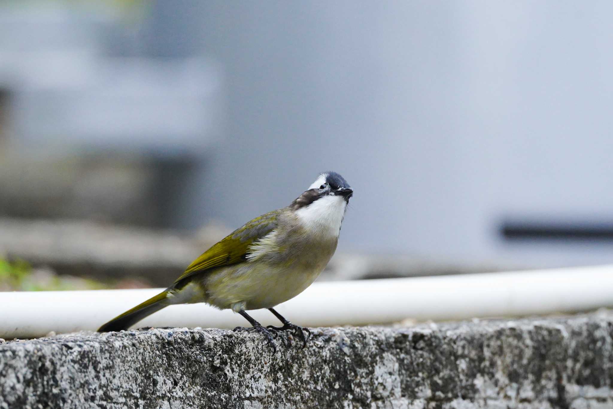 Light-vented Bulbul