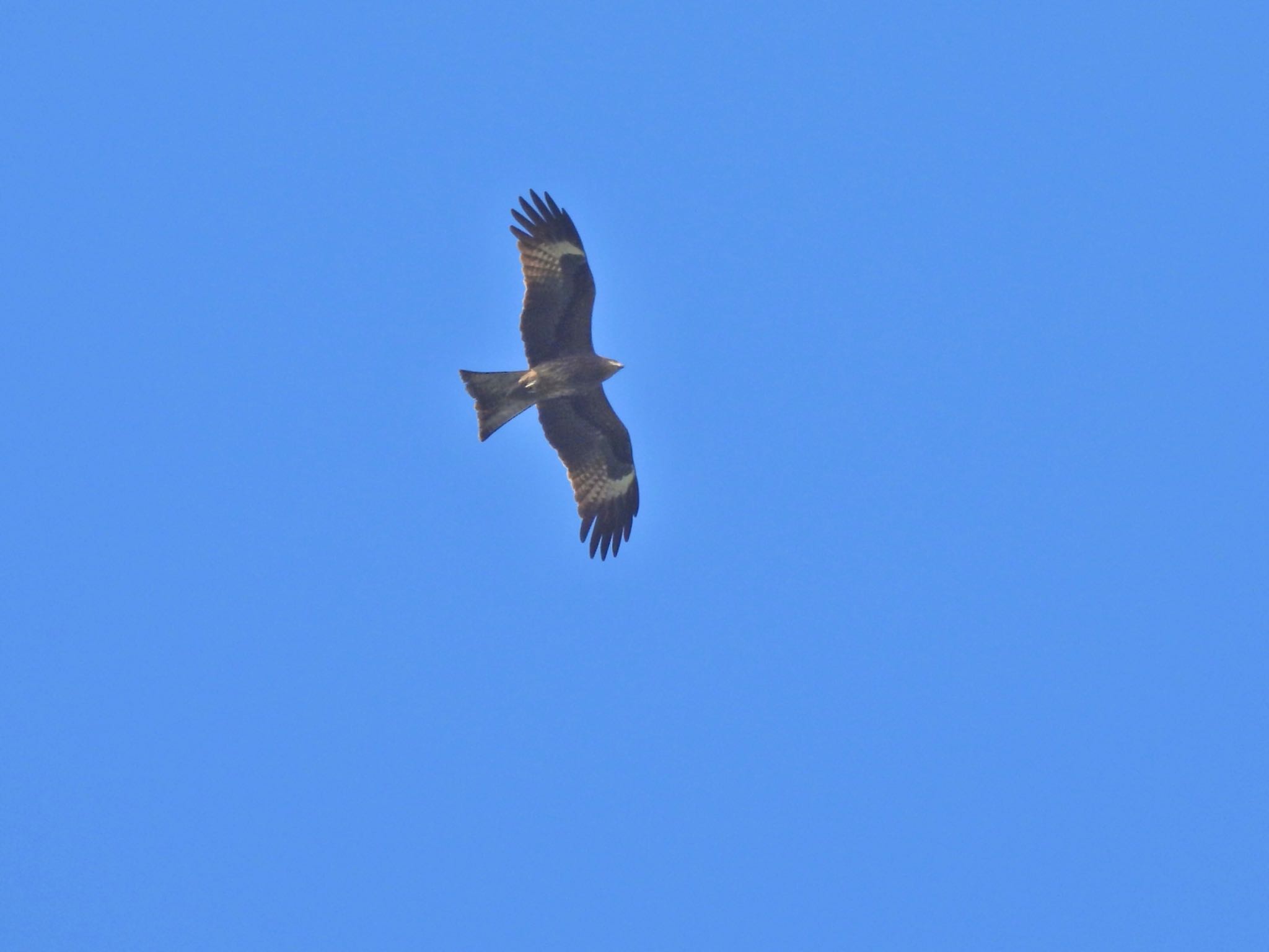 Black Kite