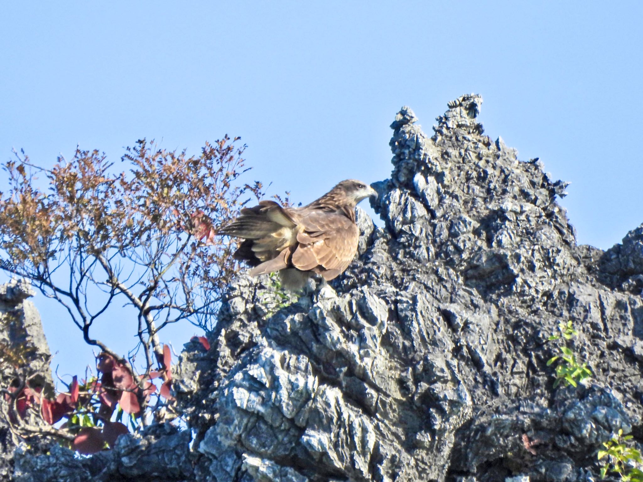 Black Kite