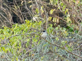 Thu, 12/28/2023 Birding report at ハロン湾,  ベトナム, クアンニン省