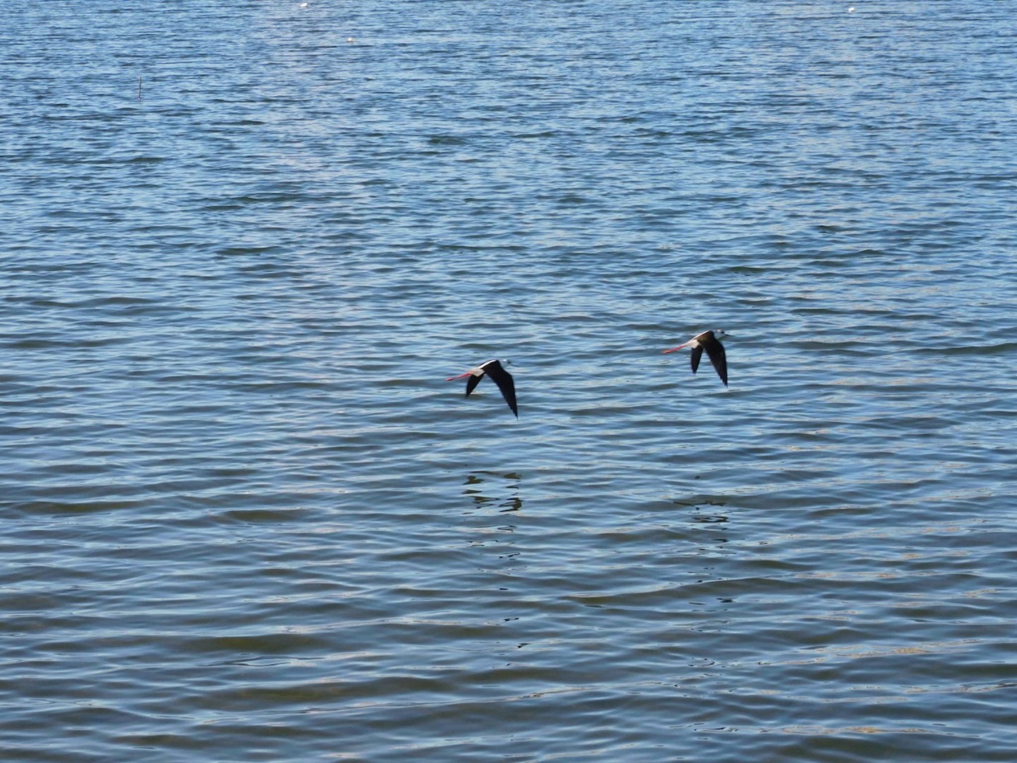 Photo of Black-winged Stilt at 多摩川河口 by 杜鵑