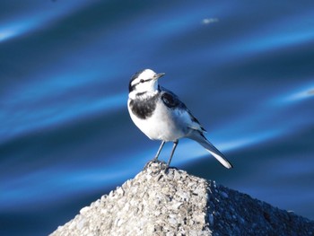 White Wagtail 多摩川河口 Mon, 1/8/2024