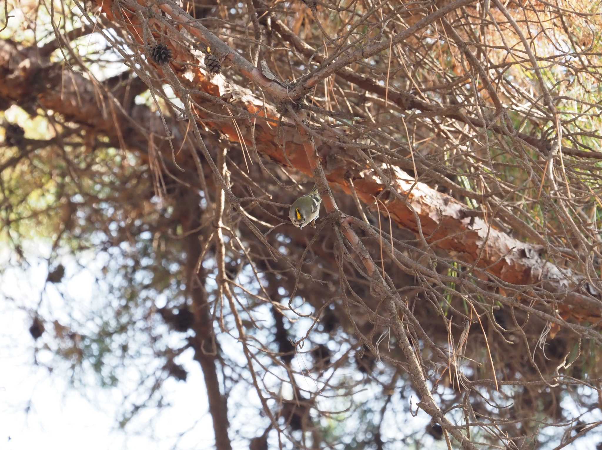 Photo of Goldcrest at 東京都立桜ヶ丘公園(聖蹟桜ヶ丘) by でこまる