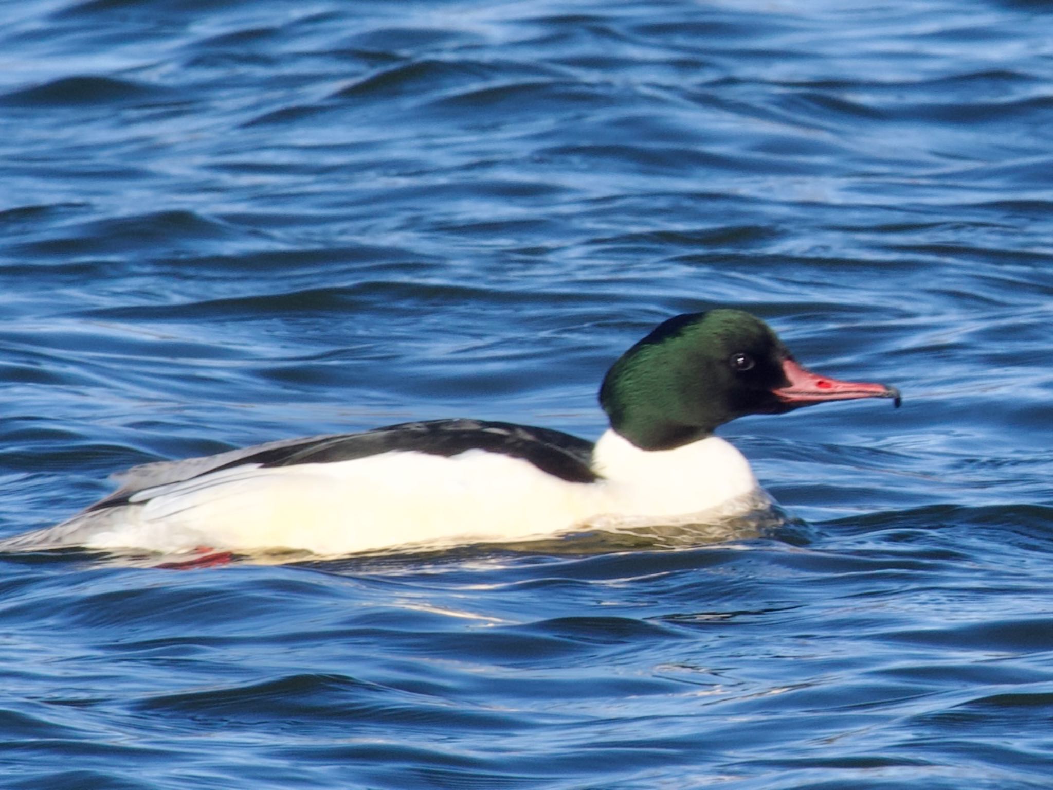 Photo of Common Merganser at 小諸発電所第一調整池(杉の木貯水池) by スキーヤー