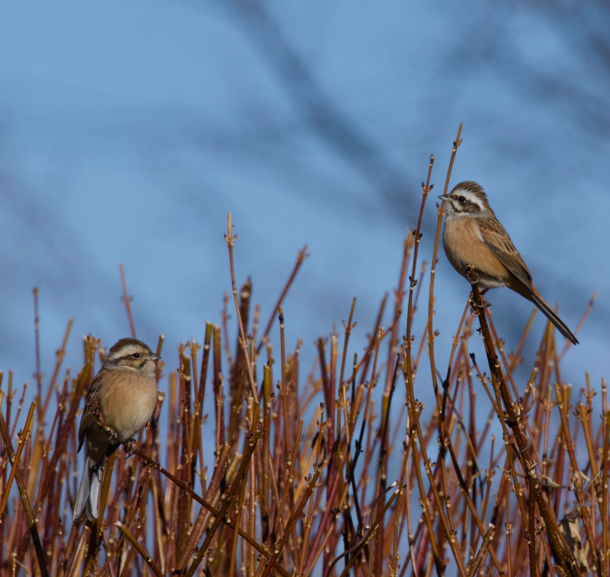 Photo of Meadow Bunting at 小諸発電所第一調整池(杉の木貯水池) by スキーヤー