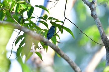 ロクショウヒタキ Sepilok--Rainforest Discovery Center 2023年10月21日(土)