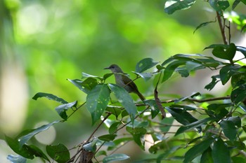 オリーブコバシタイヨウチョウ Sepilok--Rainforest Discovery Center 2023年10月21日(土)