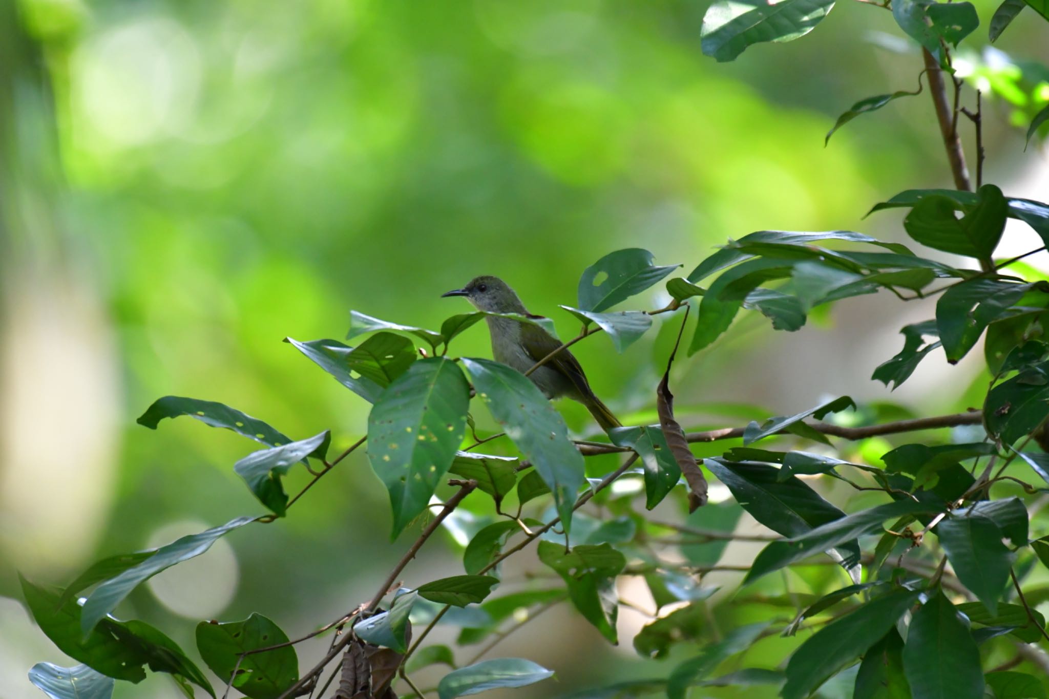 Sepilok--Rainforest Discovery Center オリーブコバシタイヨウチョウの写真 by ひじき