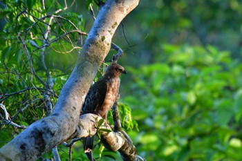 Wallace's Hawk-Eagle Sepilok--Rainforest Discovery Center Sat, 10/21/2023