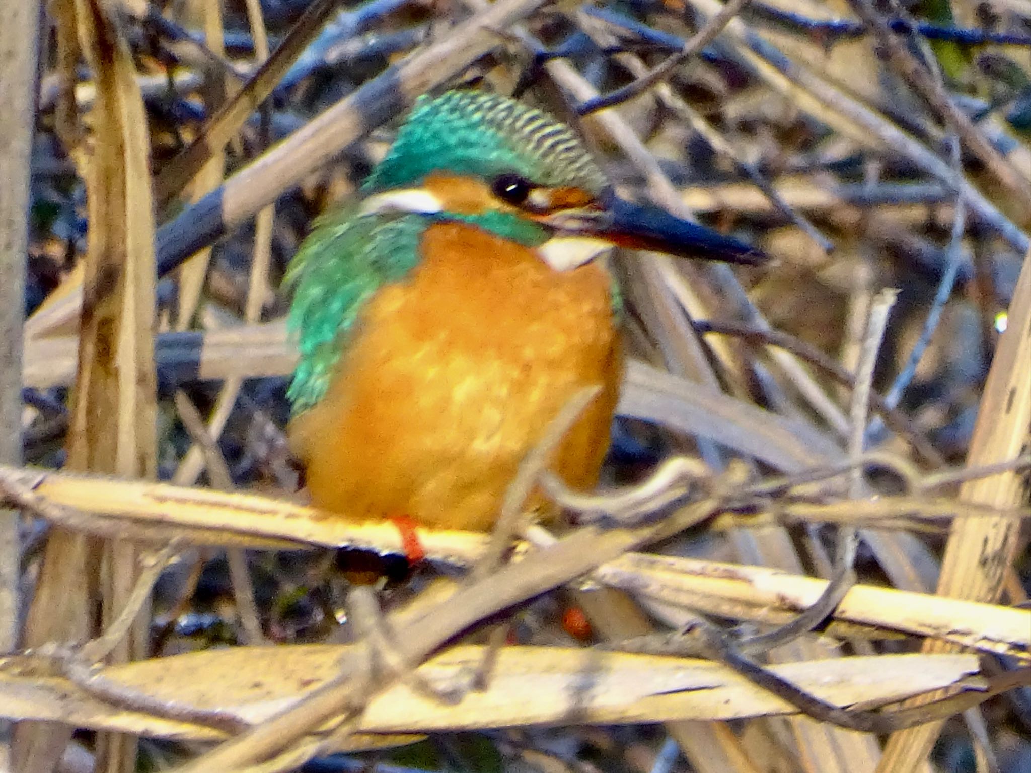 Common Kingfisher