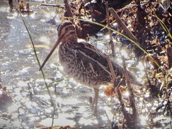 Sun, 1/7/2024 Birding report at Maioka Park