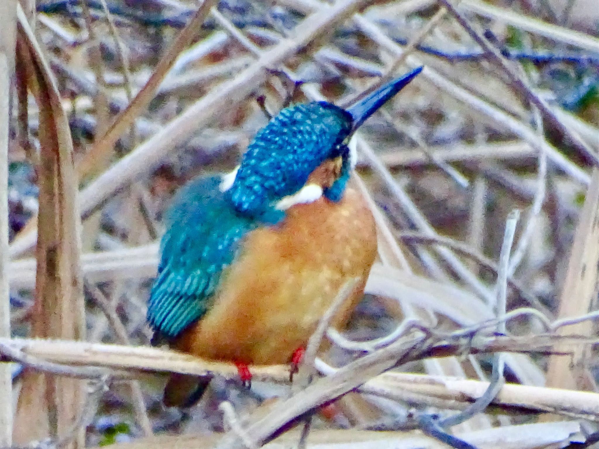 Common Kingfisher