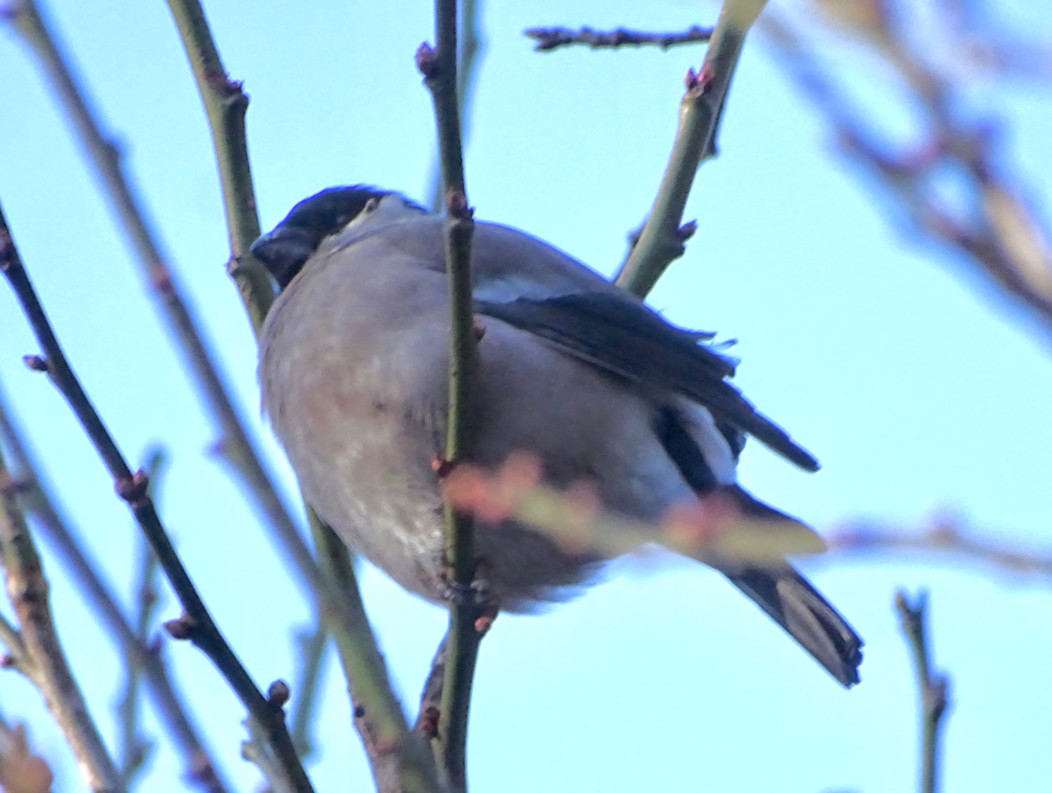 Eurasian Bullfinch