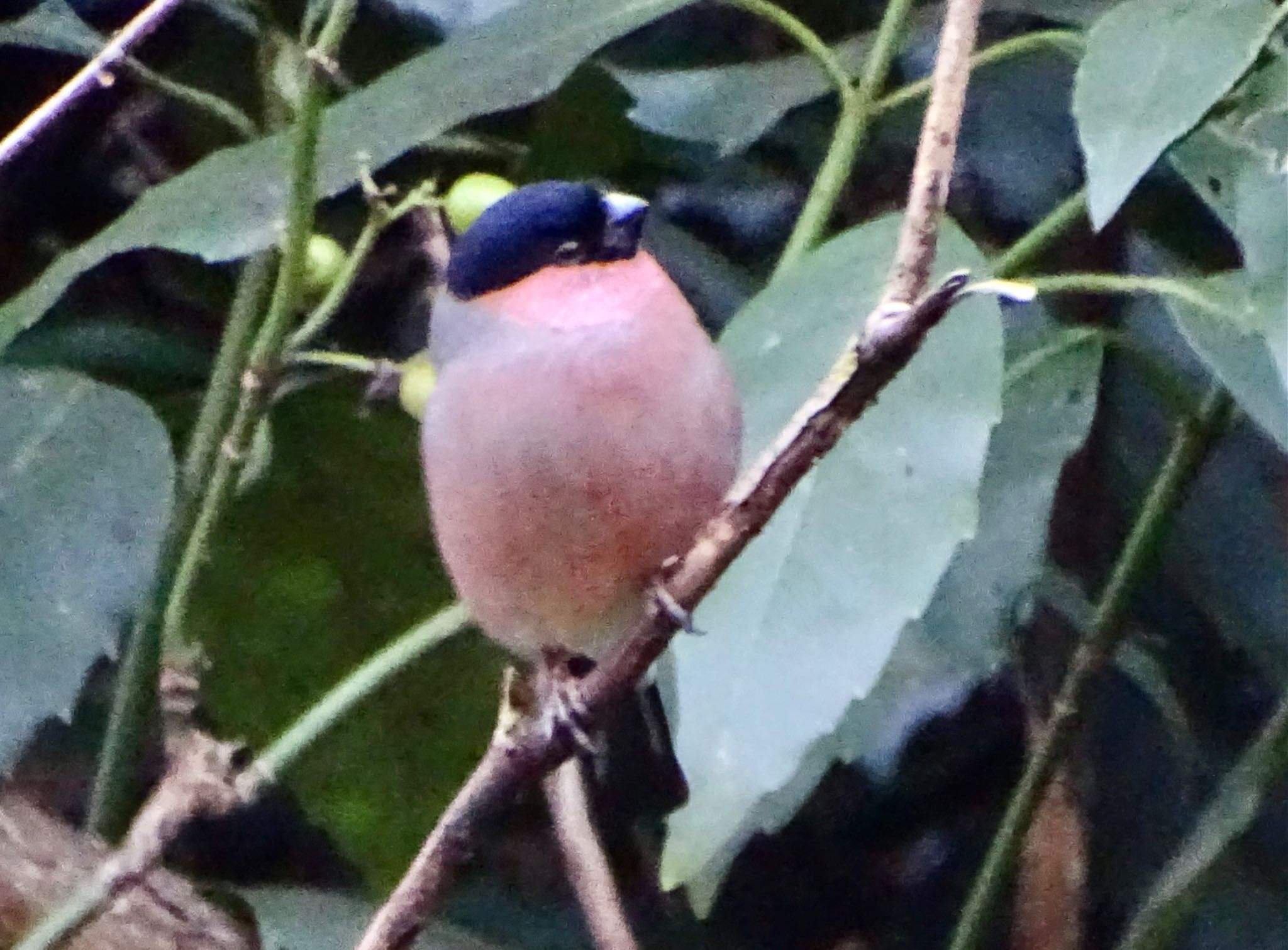 Eurasian Bullfinch