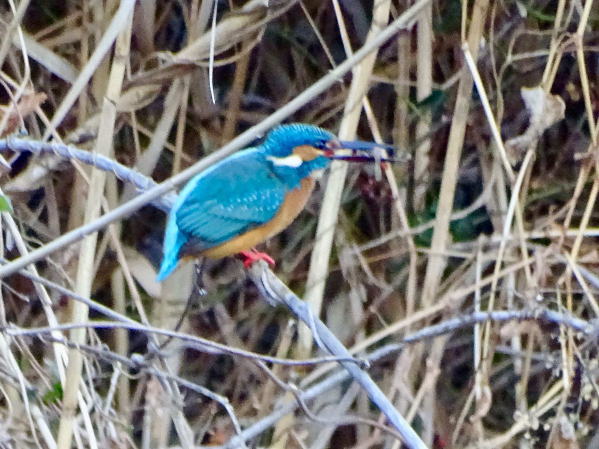 Common Kingfisher