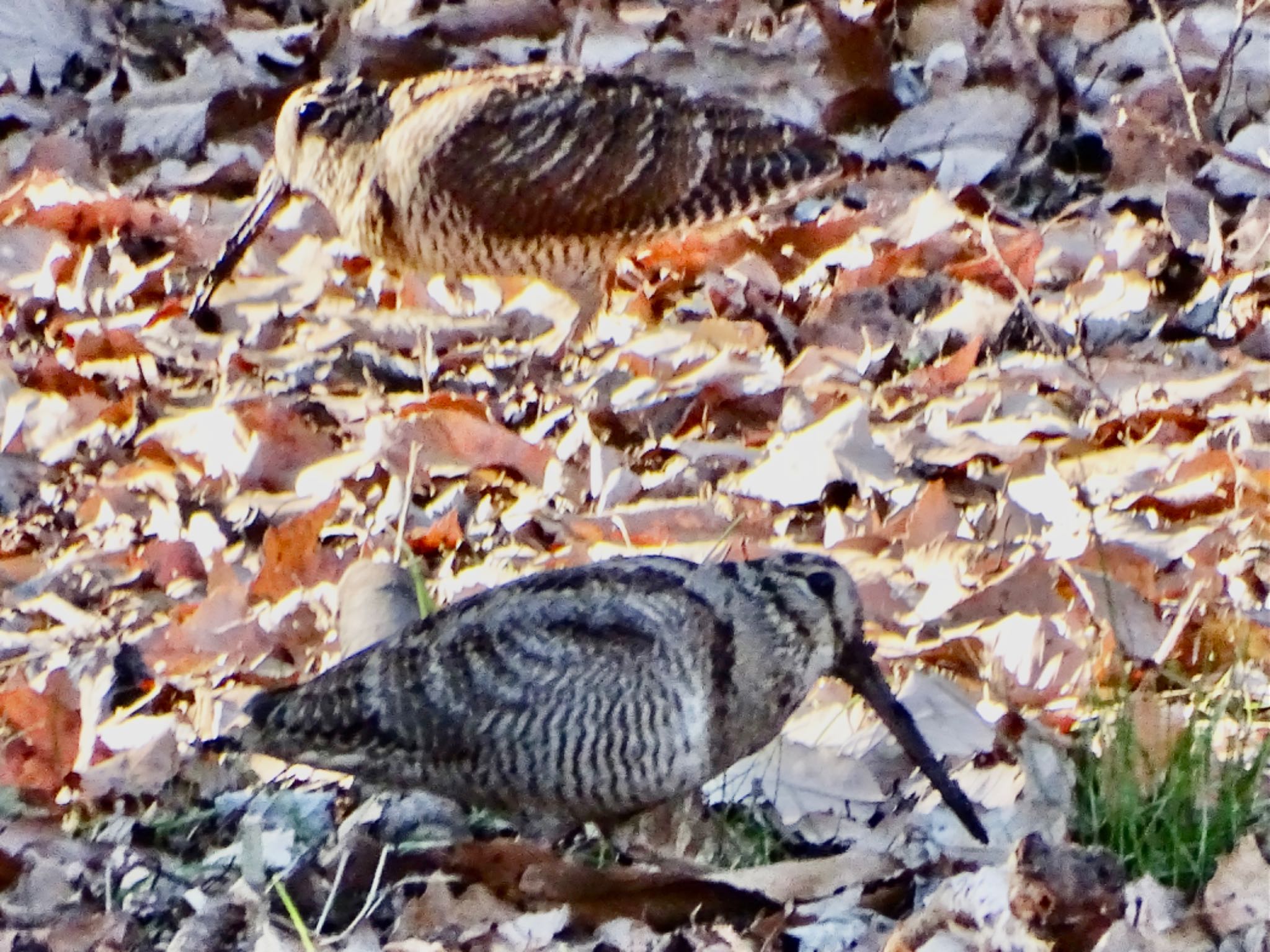 Eurasian Woodcock