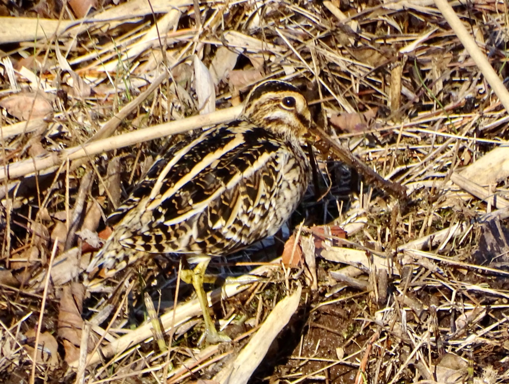 Common Snipe