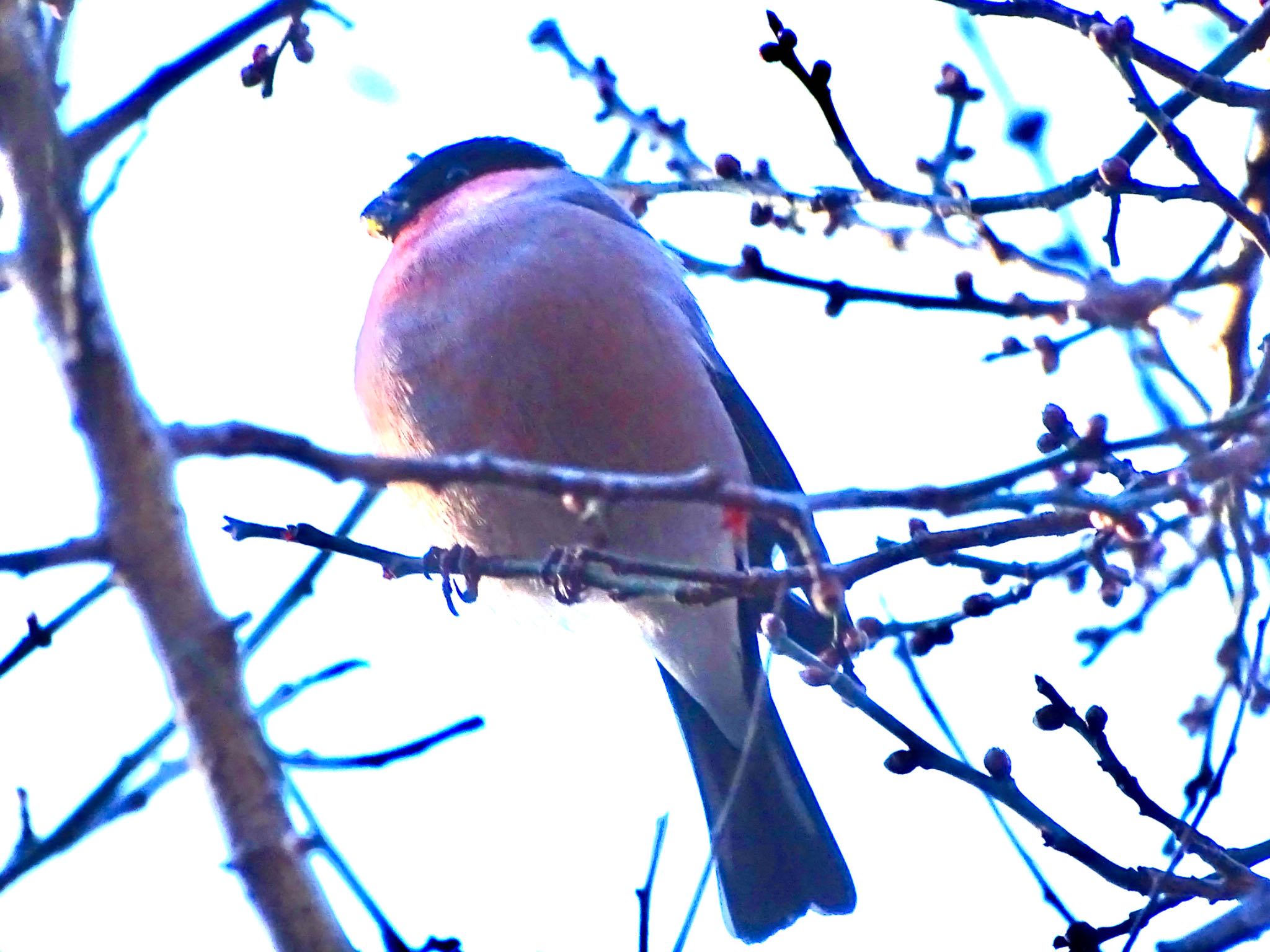 Eurasian Bullfinch