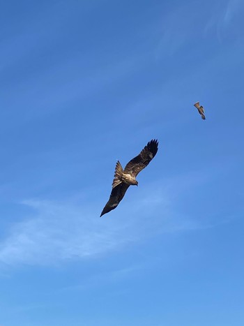 Black Kite 城ヶ島公園 Wed, 3/24/2021