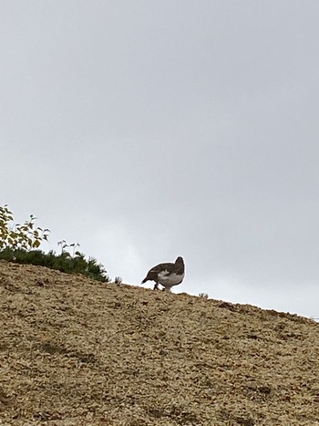 Rock Ptarmigan 燕岳 Sun, 9/26/2021