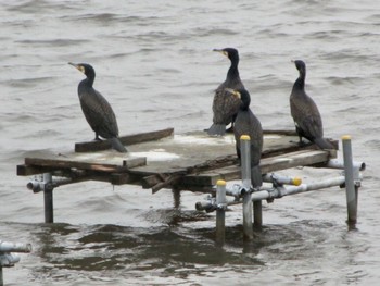 カワウ 手賀沼ふれあいライン 2023年3月25日(土)