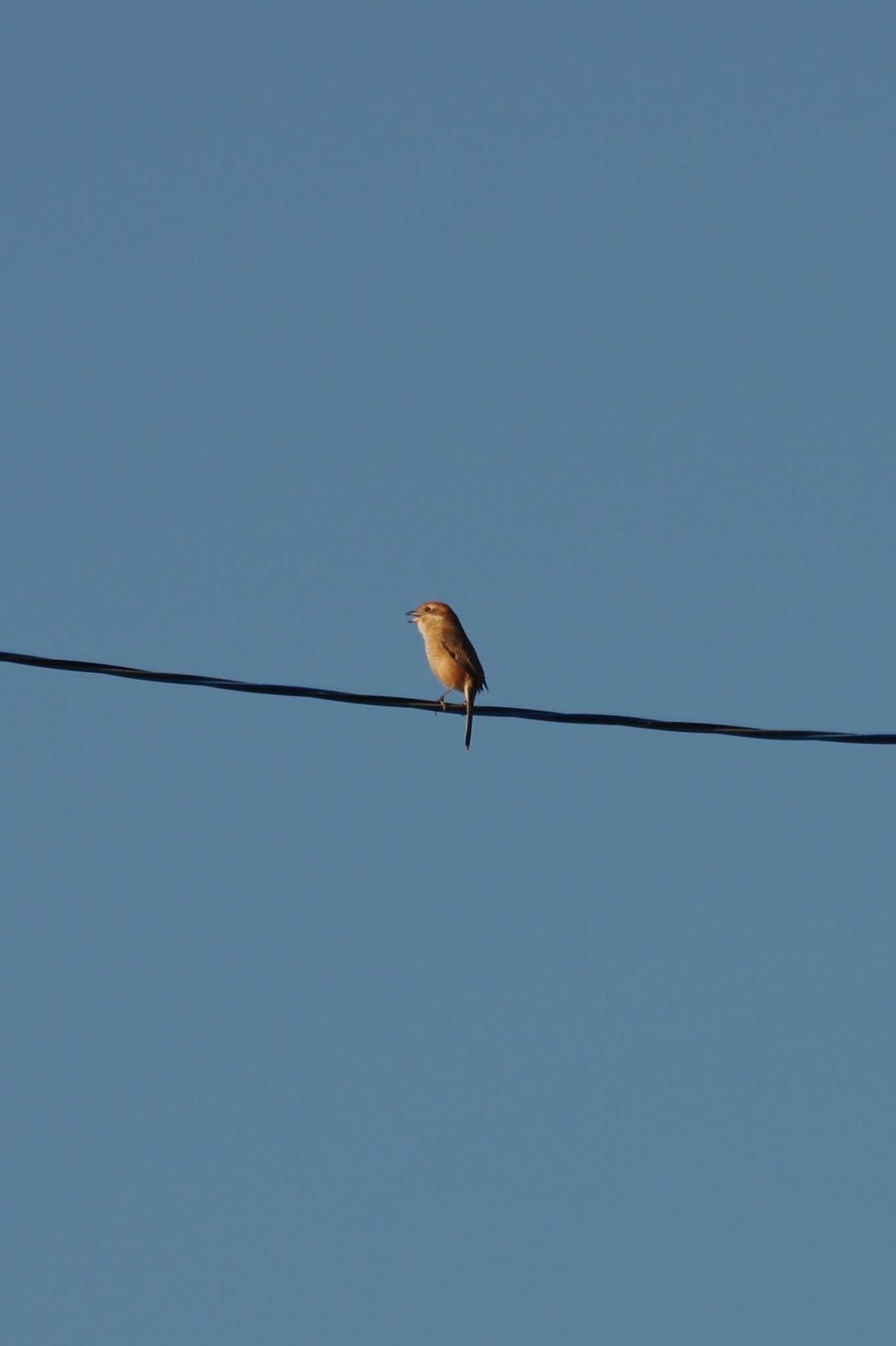 Bull-headed Shrike