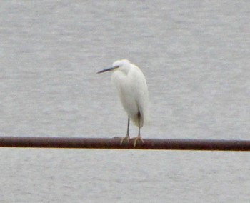 Medium Egret 手賀沼ふれあいライン Sat, 3/25/2023