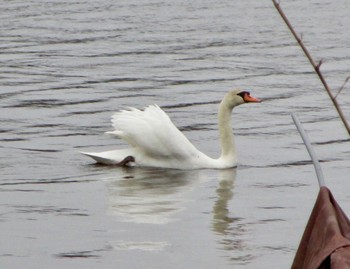 Mute Swan 手賀沼ふれあいライン Sat, 3/25/2023