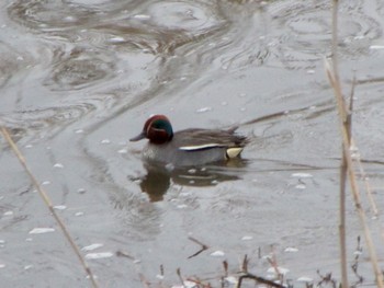 Eurasian Teal 手賀沼ふれあいライン Sat, 3/25/2023