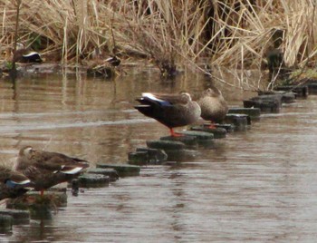 Eastern Spot-billed Duck 手賀沼ふれあいライン Sat, 3/25/2023