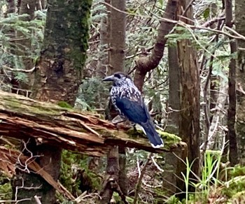 Spotted Nutcracker 黒斑山 Tue, 6/20/2023