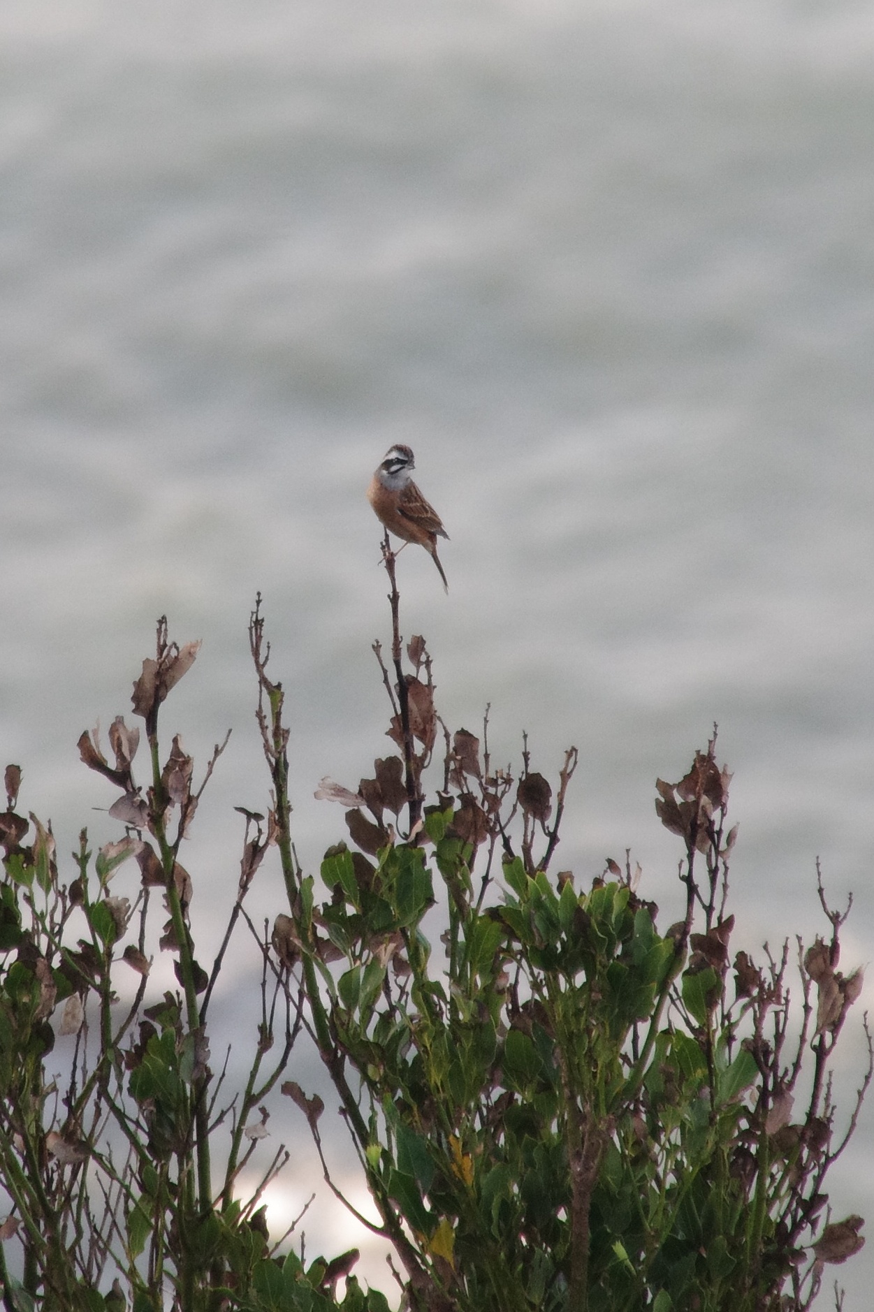 Meadow Bunting