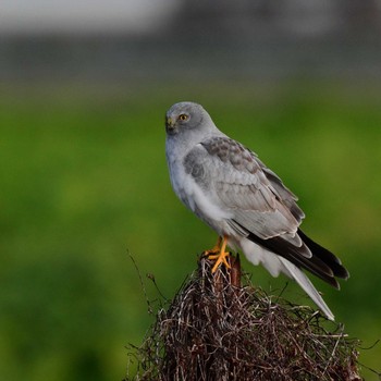 Hen Harrier Unknown Spots Mon, 1/8/2024