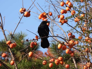 2023年12月10日(日) 都市緑化植物園(大阪府豊中市寺内)の野鳥観察記録