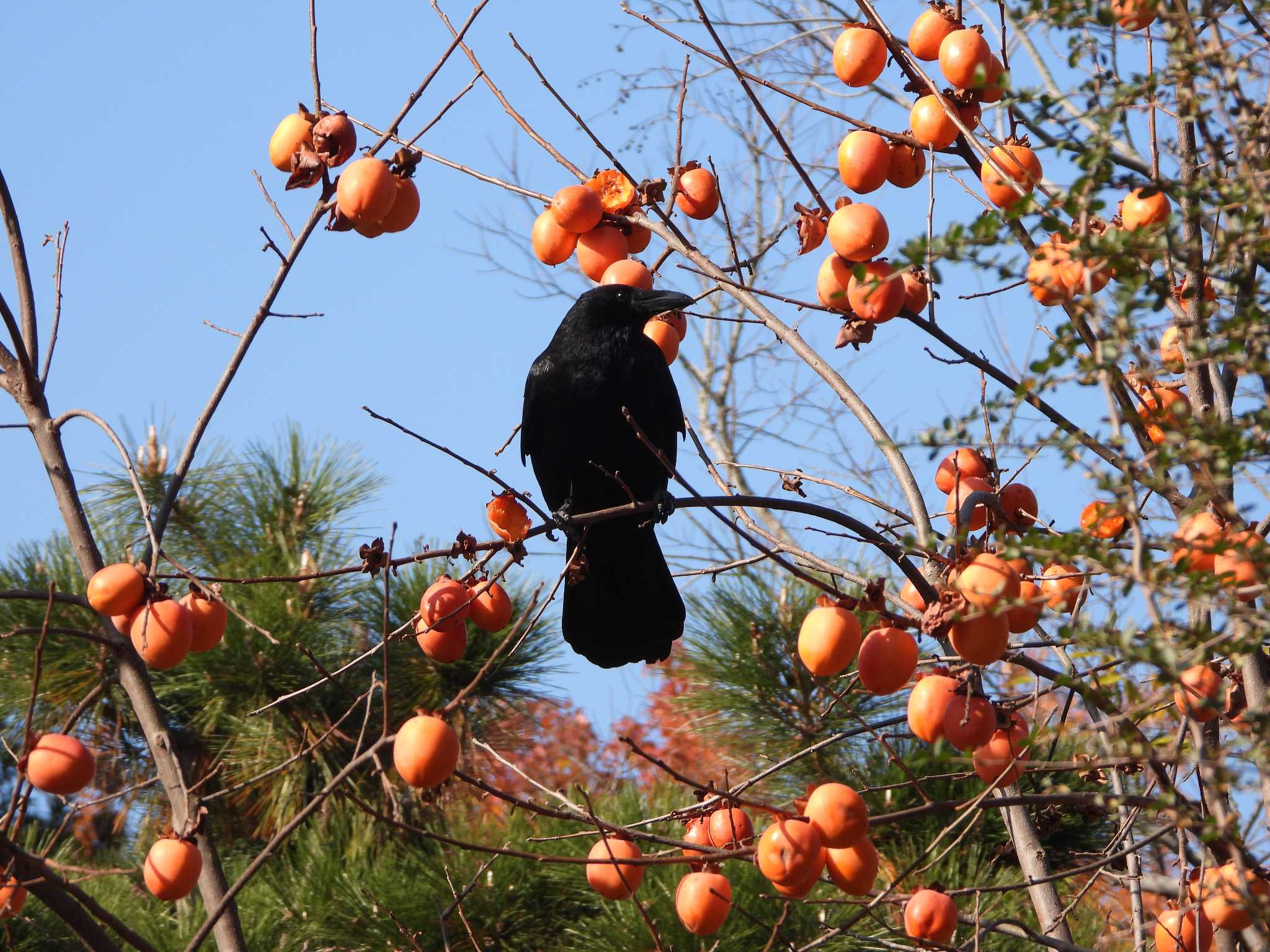 Photo of Large-billed Crow at 都市緑化植物園(大阪府豊中市寺内) by ひよひよ