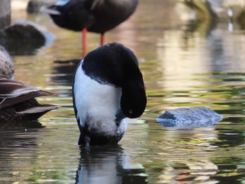 キンクロハジロ 大池親水公園 2024年1月7日(日)