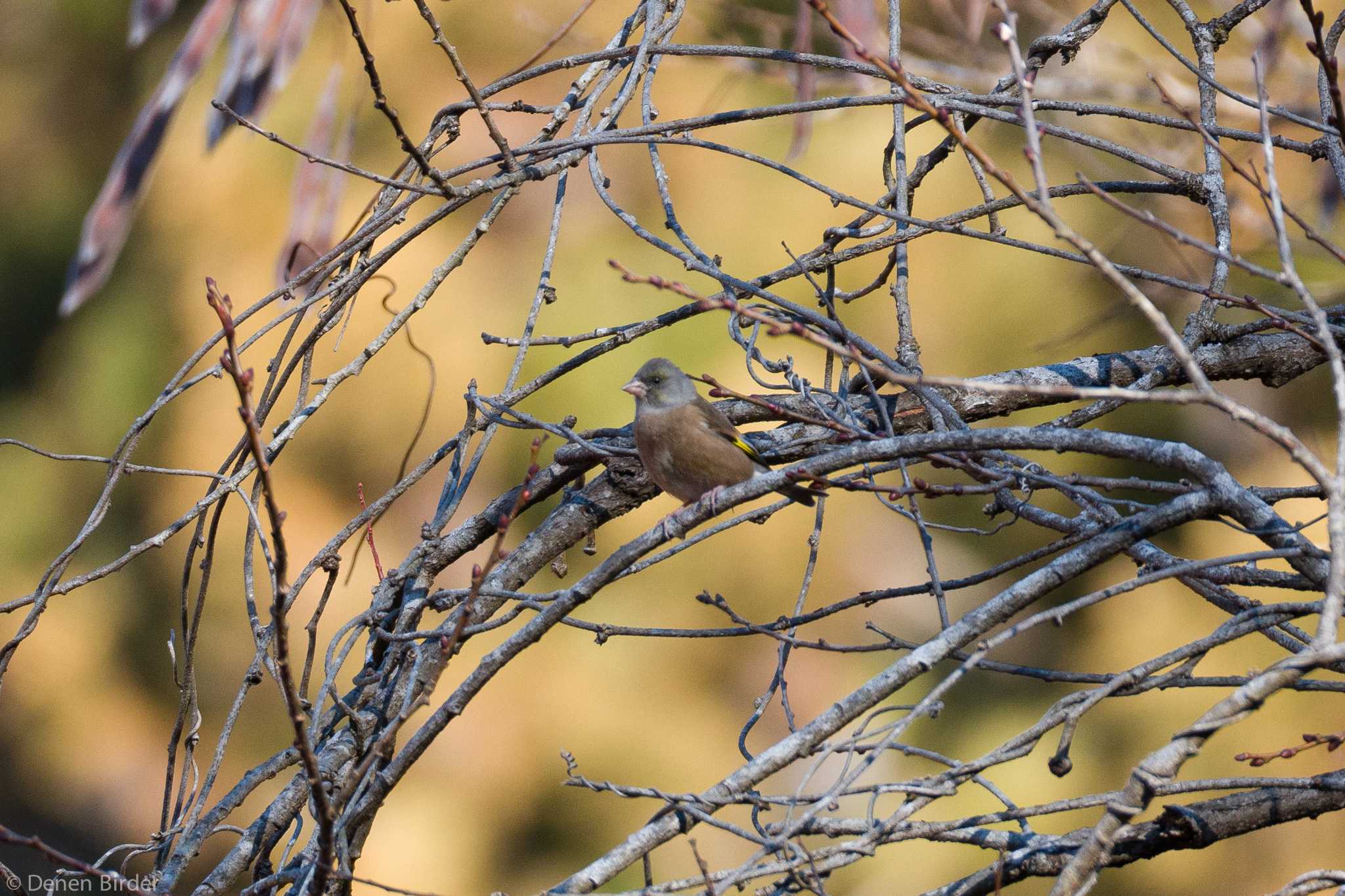 Grey-capped Greenfinch