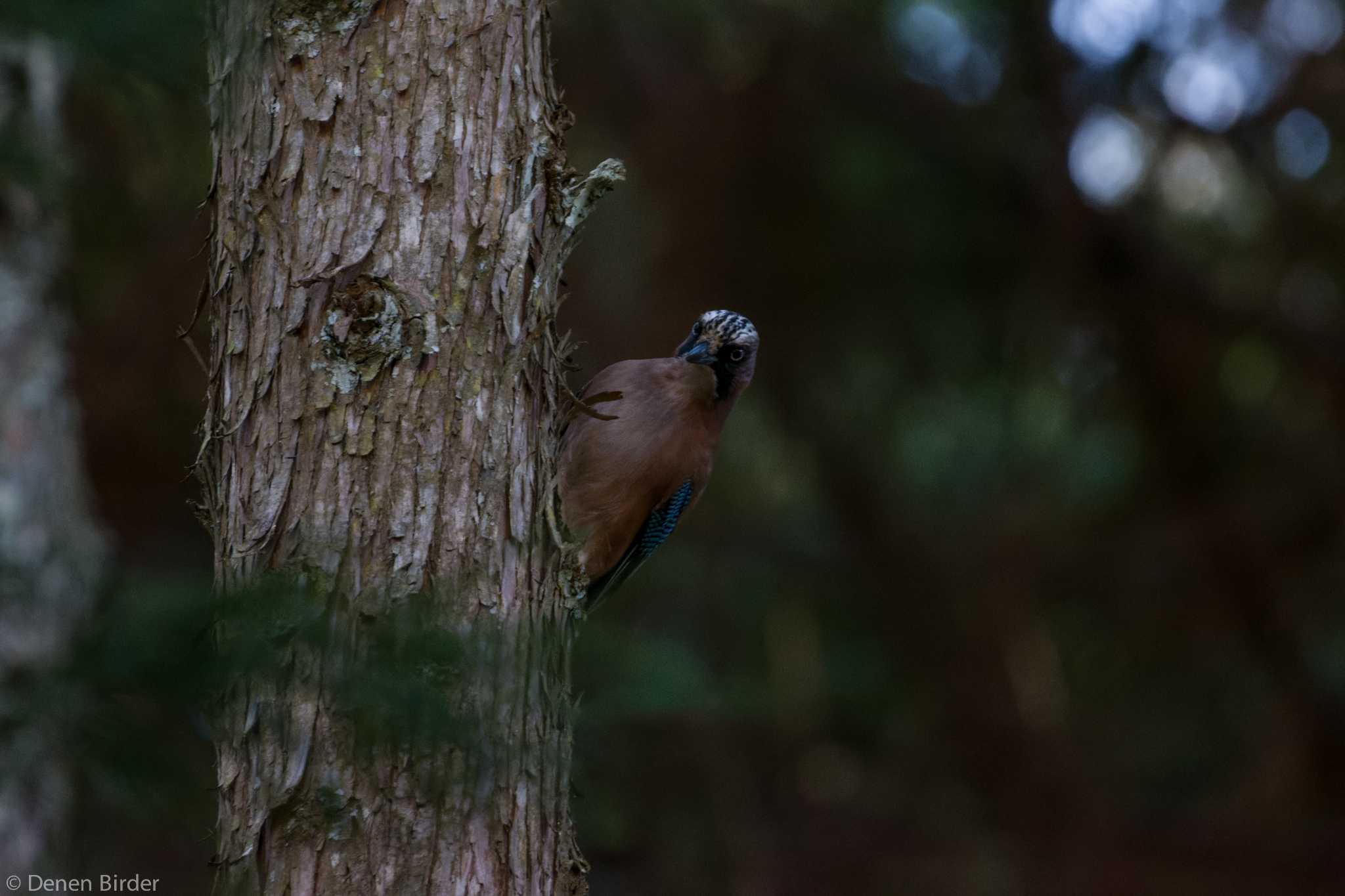 Eurasian Jay