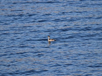 Black-necked Grebe 馬堀海岸 Fri, 12/29/2023