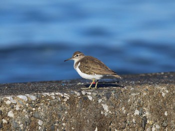 Common Sandpiper 馬堀海岸 Fri, 12/29/2023